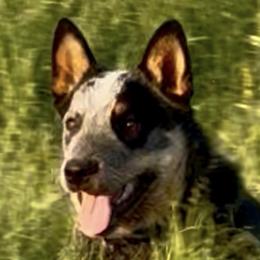 Australian Cattle Dog Puppies from Camira Ranch Australian Cattle Dogs