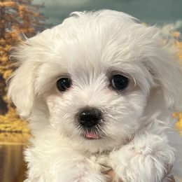 Goldendoodles, Maltese, and Yorkshire Terriers from Puppies by Angie