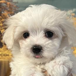 Goldendoodles, Maltese, and Yorkshire Terriers from Puppies by Angie