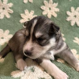 Astro - Gray and white male Siberian Husky puppy in Upton, Massachusetts from Toe Bean Huskies