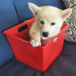Quinn - White female Pomsky puppy in Blackfoot, Idaho from Snake River Pomskys