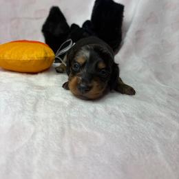 Henry - Dapple male Dachshund puppy in Lake City, Florida from My Ditzy Doxies of Florida