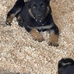 Dachshund and German Shepherd Puppies from Zwinger vom Donau-Ries