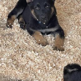 Dachshund and German Shepherd Puppies from Zwinger vom Donau-Ries
