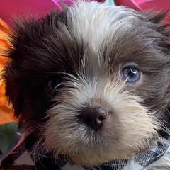 Shih Tzus and Shorkies from Kennel in the Valley