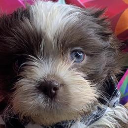 Shih Tzus and Shorkies from Kennel in the Valley