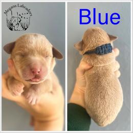 Blue - Champagne male Dilute Retriever puppy in Ste. Genevieve, Missouri from Megans Labradors
