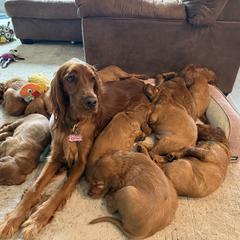 Irish Setter puppies from McClellan Setters