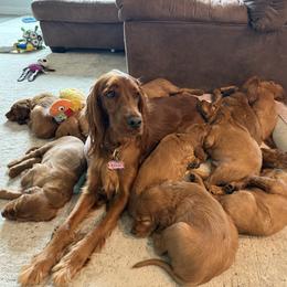 Irish Setter puppies from McClellan Setters