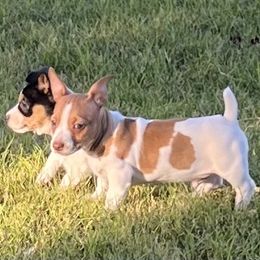 Teddy Roosevelt Terrier Puppies from Margo Lauritsen