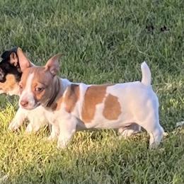Teddy Roosevelt Terrier Puppies from Margo Lauritsen