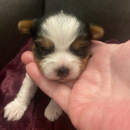 Male 2 - Parti male Yorkshire Terrier puppy in Watertown, New York from NNYYorkies