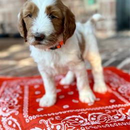Orange - Parti female Goldendoodle puppy in Celina, Texas from Kennedy Doodles