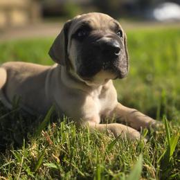 Kronk - Fawn male Great Dane puppy in Arlington, Texas from Scoober Danes
