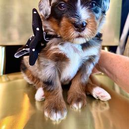 Black - Merle male Bernedoodle puppy in Curtice, Ohio from The Pink Doghouse