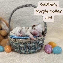 Cadbury - Parti female Goldendoodle puppy in Taylorsville, North Carolina from Doggone Dixie Doodles