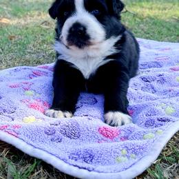 Selene - Black & white female Australian Shepherd puppy in Mineral Wells, Texas from A6 Australian Shepards