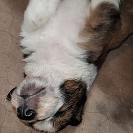 English Shepherd Puppies from ThreeDarkBays English Shepherds