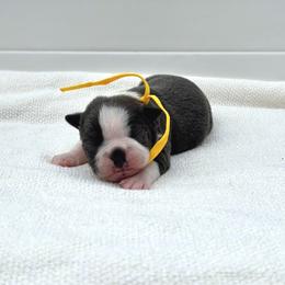 Pikachu - Blue male Boston Terrier puppy in West Jefferson, Ohio from Kline Kennels