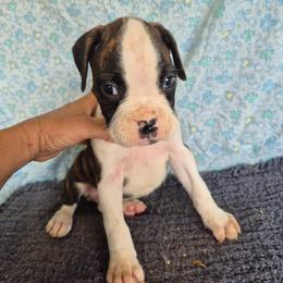 Boy 1 - Brindle male Boxer puppy in Pine River, Wisconsin from Jenks Boxers