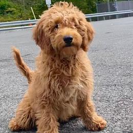 Sally - Goldendoodle