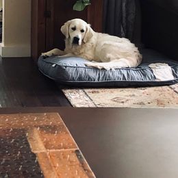 Golden Retriever Puppies from West Coast Cream Goldens