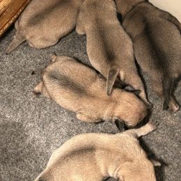 Girl 3 - Fawn female Pug puppy in Norborne, Missouri from Pug Palace