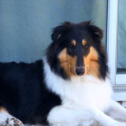 Raven - Collie
