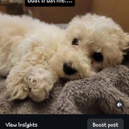 Tinsel - Cream female Poodle puppy in Mapleton, Utah from Caboodles Of Poodles