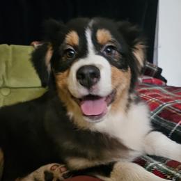 Australian Shepherds from Jaquelyn Harney