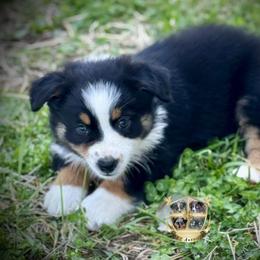 Valentine - Black tri male Miniature Australian Shepherd puppy in El Dorado Springs, Missouri from HP Aussie Kennels