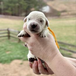 Yellow - Light golden female Golden Retriever puppy in Jasper, Tennessee from Suncoast Goldens