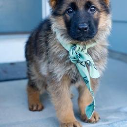 German Shepherd Puppies from di Casa Ortiz German Shepherds