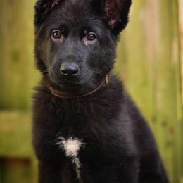 German Shepherd Puppies from Von Müllerstrand
