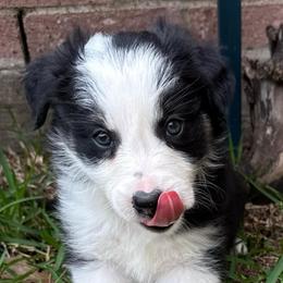 Till - Black and white male Border Collie puppy in Mckinney, Texas from Border Collies of Ruidoso