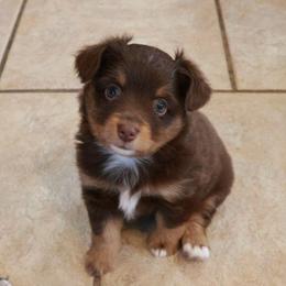Birdie - Red tri female Toy Australian Shepherd puppy in Albia, Iowa from J Bar M Toy and Mini Aussies
