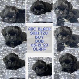 Olaff - Black Shih Tzu puppy in Florida from Rock Creek Shih Tzus