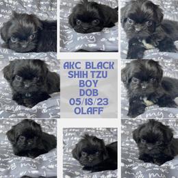 Olaff - Black Shih Tzu puppy in Florida from Rock Creek Shih Tzus