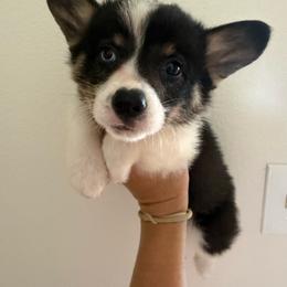 Van - Black and tan male Pembroke Welsh Corgi puppy in Decatur, Texas from Bar S Corgis