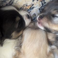 Pomeranian Puppies from Laura Velli