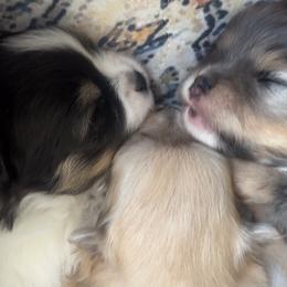 Pomeranian Puppies from Laura Velli