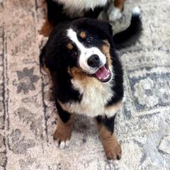 Bernese Mountain Dogs from RC Farm