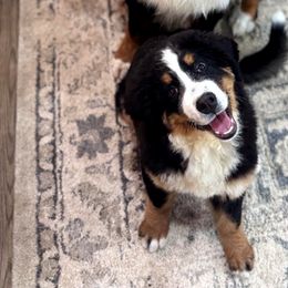 Bernese Mountain Dogs from RC Farm