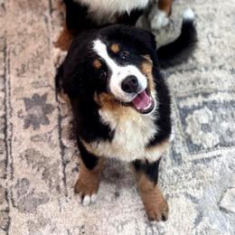 Bernese Mountain Dogs from RC Farm