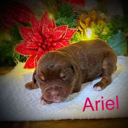 Ariel - Red tri female Miniature Australian Shepherd puppy in Idalou, Texas from Lonesome Pine Mini Aussies