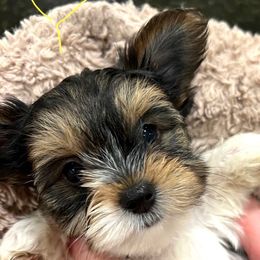 AKC Full Reg: Max - Parti male Yorkshire Terrier puppy in Ontario, California from Yorkie Wonderlands