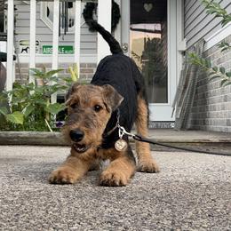 Airedale Terrier Puppies from Mystic’s Airedales