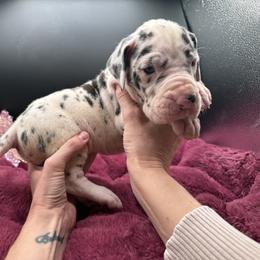 Pending - Harlequin female Great Dane puppy in Cadillac, Michigan from Garrow Danes House of Blues