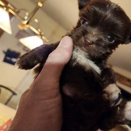 "Tiny Boy, KB Chocolate " Yorkshire Terrier Puppies from Southern Yorkies by Trisha