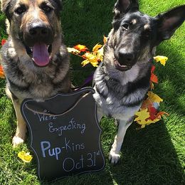 German Shepherds from Haus Des Bergschatten